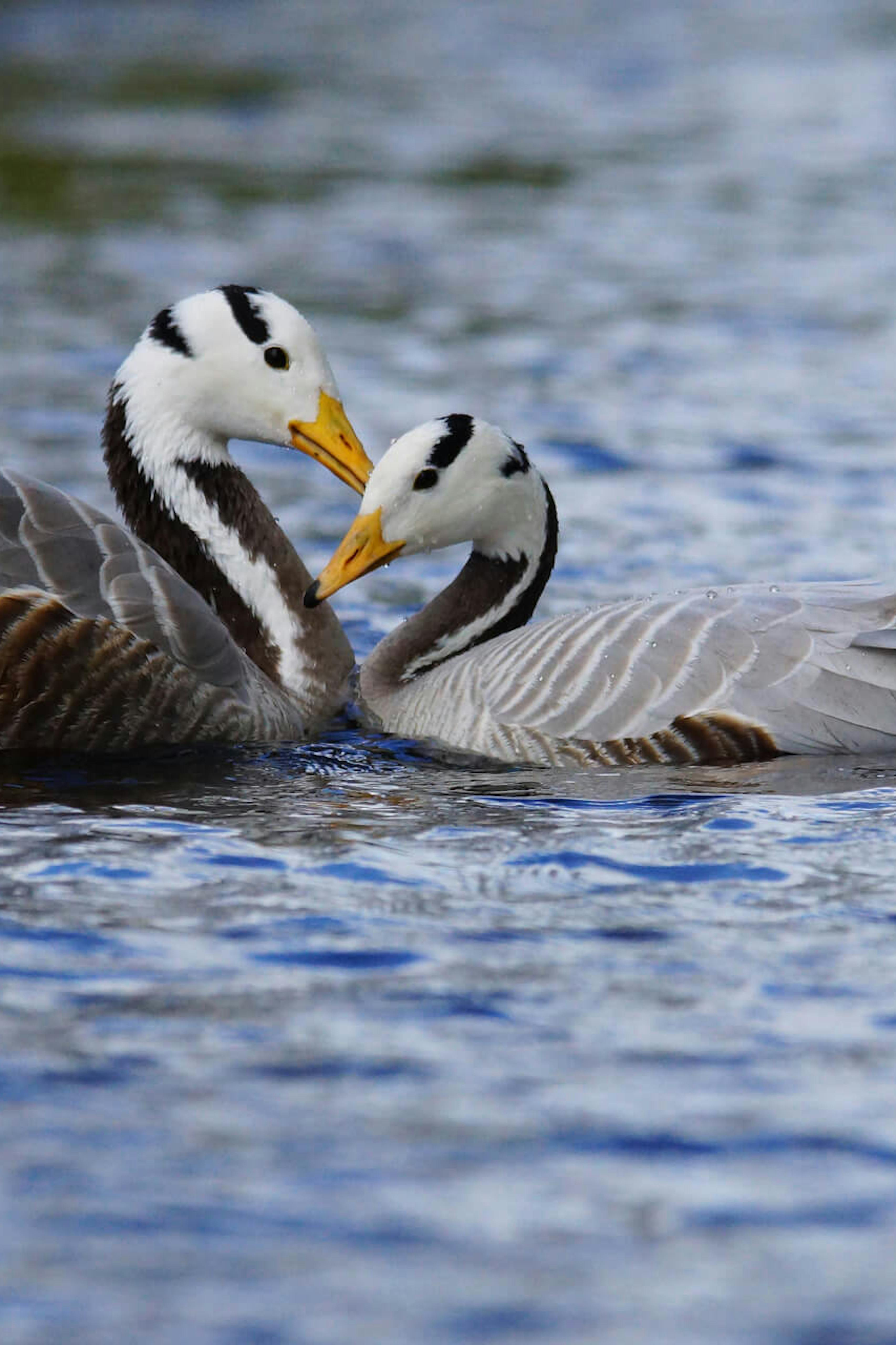 Park prostoživečih živali